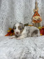 Cookie, a female Miniature Australian Shepherd for sale in Caney, KS – 3 of 5
