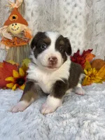 Maple, a female Miniature Australian Shepherd for sale in Caney, KS – 5 of 5