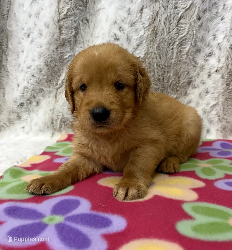 Penny – Golden Retriever puppy for sale in Caney, KS