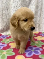 Suzie, a female Golden Retriever for sale in Caney, KS – 2 of 5