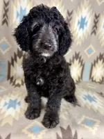 Willie F1b - READY!!, a male Miniature Goldendoodle for sale in Caney, KS – 6 of 10