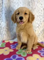 Sable - AKC clear & ready 2 go, a female Golden Retriever for sale in Caney, KS – 4 of 10