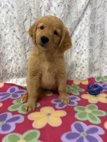 Penny - AKC, a female Golden Retriever for sale in Caney, KS – 4 of 7