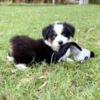 Bailey - ready!, a female Miniature Australian Shepherd for sale in Caney, KS – 1 of 9
