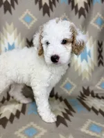 Waylon F1b, a male Miniature Goldendoodle for sale in Caney, KS – 3 of 6