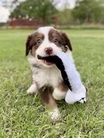Maple - ready to go!, a female Miniature Australian Shepherd for sale in Caney, KS – 3 of 10