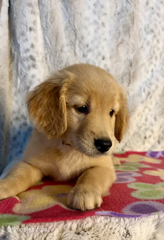 Sophie  – Golden Retriever puppy for sale in Caney, KS