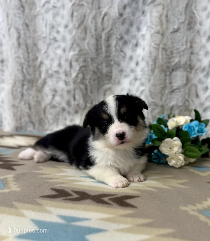 Lizzy – Pembroke Welsh Corgi puppy for sale in Caney, KS