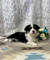 Lizzy, a female Pembroke Welsh Corgi for sale in Caney, KS – Photo 5 of 9