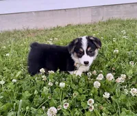 Lizzy, a female Pembroke Welsh Corgi for sale in Caney, KS – 2 of 9
