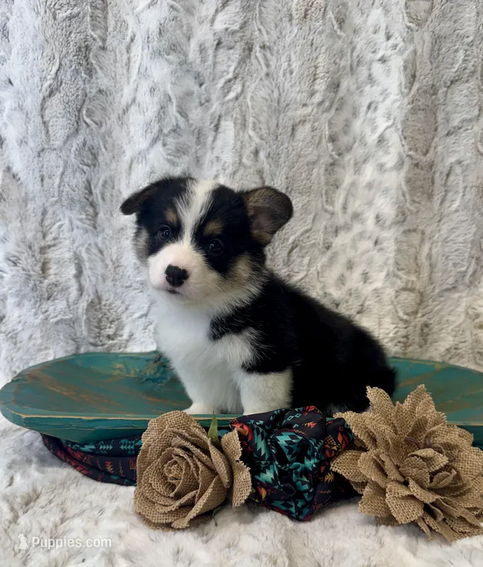 Lizzy – Pembroke Welsh Corgi puppy for sale in Caney, KS