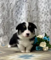 Lizzy, a female Pembroke Welsh Corgi for sale in Caney, KS – Photo 3 of 9