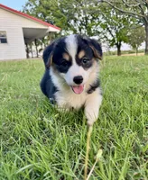Lizzy, a female Pembroke Welsh Corgi for sale in Caney, KS – 4 of 9
