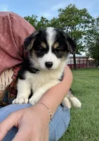 Lizzy, a female Pembroke Welsh Corgi for sale in Caney, KS – 3 of 9