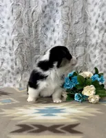 Lizzy, a female Pembroke Welsh Corgi for sale in Caney, KS – Photo 7 of 9