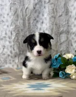 Lizzy, a female Pembroke Welsh Corgi for sale in Caney, KS – Photo 4 of 9
