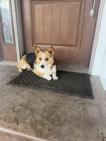 Lizzy, a female Pembroke Welsh Corgi for sale in Caney, KS – Photo 9 of 9