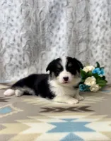 Lizzy, a female Pembroke Welsh Corgi for sale in Caney, KS – Photo 6 of 9