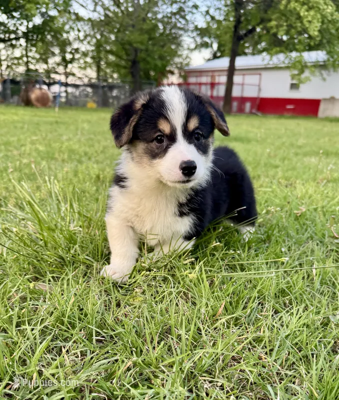 Lizzy – Pembroke Welsh Corgi puppy for sale in Caney, KS