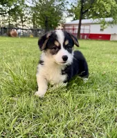 Lizzy, a female Pembroke Welsh Corgi for sale in Caney, KS – 1 of 9