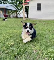 Lizzy, a female Pembroke Welsh Corgi for sale in Caney, KS – 5 of 9