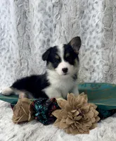 Lizzy, a female Pembroke Welsh Corgi for sale in Caney, KS – 6 of 9