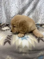 Sonny - AKC, a male Golden Retriever for sale in Caney, KS – 5 of 10