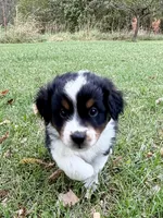 Boone  - Ready!, a male Miniature Australian Shepherd for sale in Caney, KS – 6 of 9