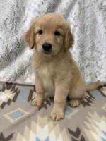 Sonny - AKC, a male Golden Retriever for sale in Caney, KS – 4 of 10