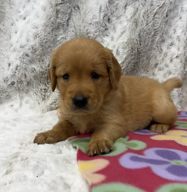Pixie – Golden Retriever puppy for sale in Caney, KS