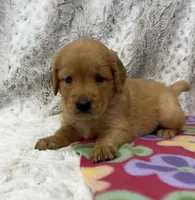 Pixie, a female Golden Retriever for sale in Caney, KS – 1 of 2
