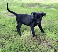 Hank the cowdog , a male Border Collie for sale in Caney, KS – 3 of 3
