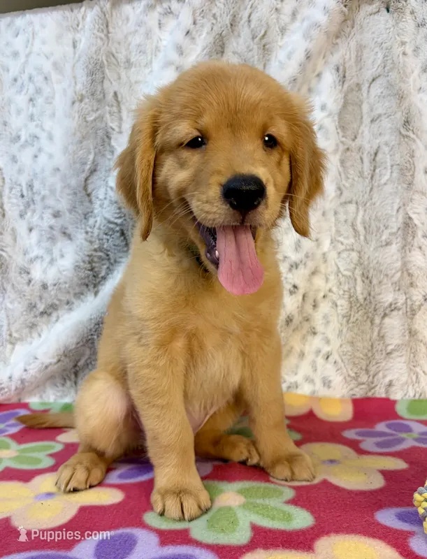 Pixie – Golden Retriever puppy for sale in Caney, KS
