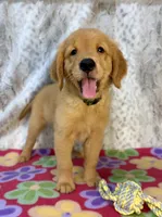 Pixie - AKC, a female Golden Retriever for sale in Caney, KS – 3 of 6