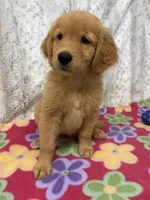 Penny - AKC, a female Golden Retriever for sale in Caney, KS – 3 of 7