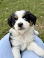 Bailey - ready!, a female Miniature Australian Shepherd for sale in Caney, KS – 2 of 9