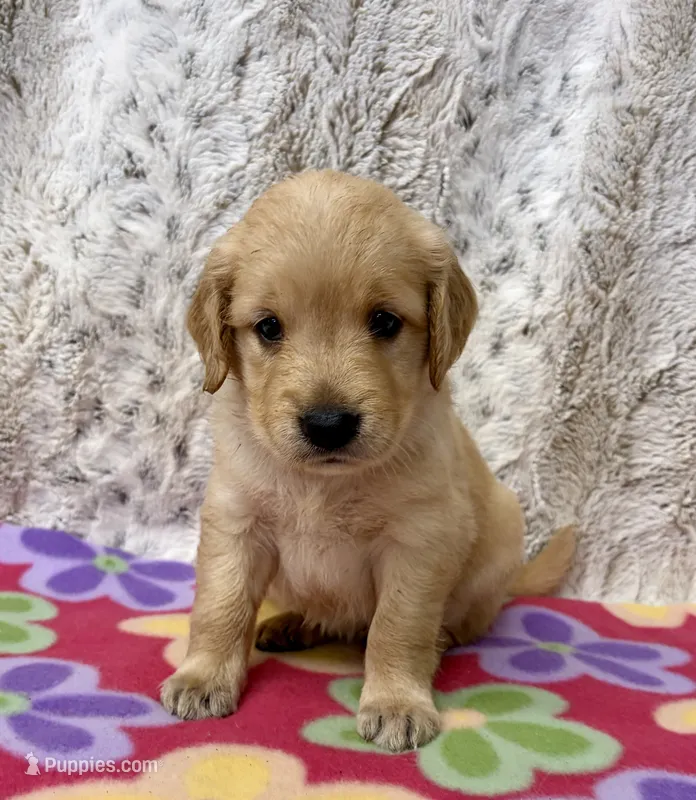 Pearl – Golden Retriever puppy for sale in Caney, KS