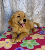 Sable - AKC clear & ready 2 go, a female Golden Retriever for sale in Caney, KS – 3 of 10