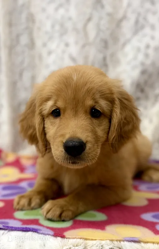 Penny – Golden Retriever puppy for sale in Caney, KS