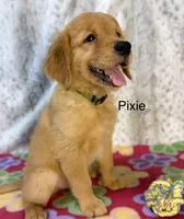 Pixie - AKC, a female Golden Retriever for sale in Caney, KS – 2 of 6