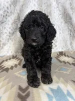 Willie F1b, a male Miniature Goldendoodle for sale in Caney, KS – 5 of 5