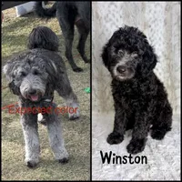 Winston F1b - I’m ready!, a male Miniature Goldendoodle for sale in Caney, KS – 2 of 9