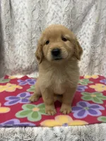 Suzie, a female Golden Retriever for sale in Caney, KS – 4 of 5