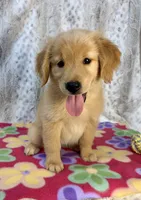 Suzie - AKC & Ready!, a female Golden Retriever for sale in Caney, KS – 2 of 8