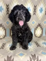 Willie F1b - READY!!, a male Miniature Goldendoodle for sale in Caney, KS – 5 of 10