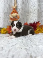 Maple, a female Miniature Australian Shepherd for sale in Caney, KS – 4 of 5