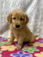 Sandy, a female Golden Retriever for sale in Caney, KS – 4 of 4