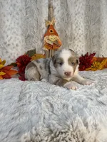 Cookie, a female Miniature Australian Shepherd for sale in Caney, KS – 4 of 5