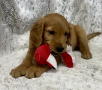 processed/ec08784c-28e0-4999-b70e-462f0fa8191e/listing/ff23fa7a-6bb5-41b8-ba0e-719bf25f5c18/ad926990-5880-42fc-8037-11f2ca2f6b22