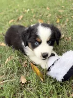 Bailey - ready!, a female Miniature Australian Shepherd for sale in Caney, KS – 5 of 9